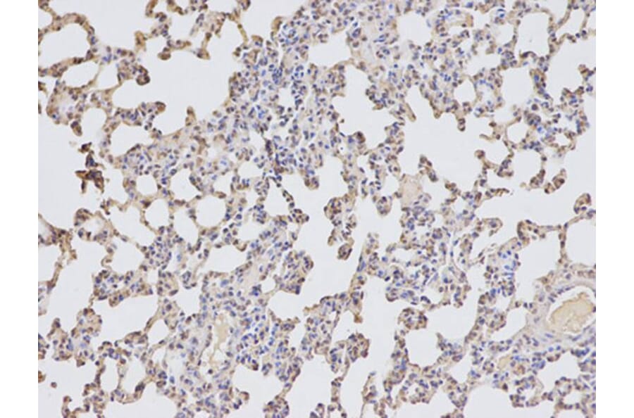 Immunohistochemistry - DTNBP1 Antibody from Signalway Antibody (32355) - Antibodies.com