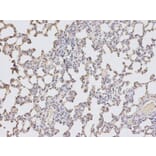 Immunohistochemistry - DTNBP1 Antibody from Signalway Antibody (32355) - Antibodies.com