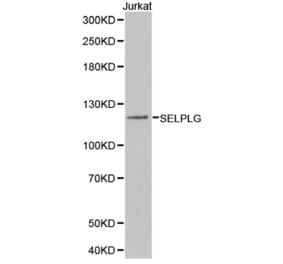 Western blot - SELPLG Antibody from Signalway Antibody (32371) - Antibodies.com