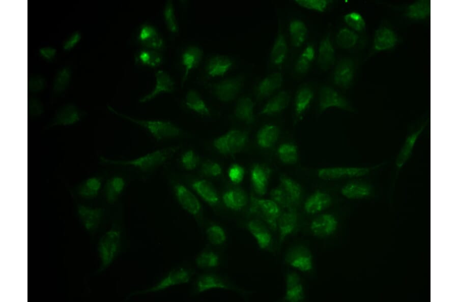 Immunofluorescence - SELPLG Antibody from Signalway Antibody (32371) - Antibodies.com