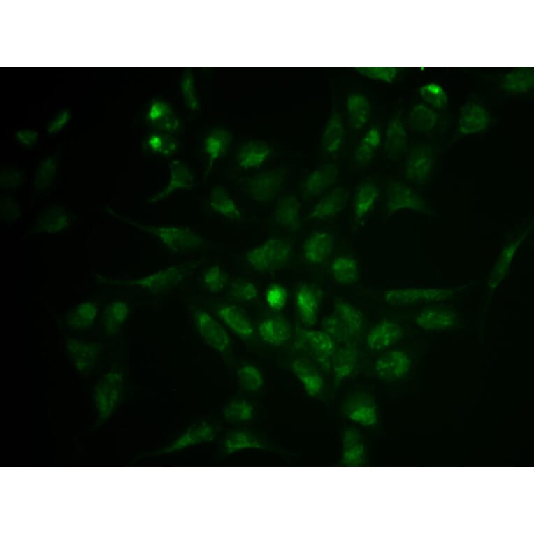 Immunofluorescence - SELPLG Antibody from Signalway Antibody (32371) - Antibodies.com