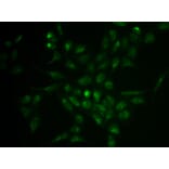 Immunofluorescence - SELPLG Antibody from Signalway Antibody (32371) - Antibodies.com