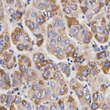 Immunohistochemistry - UGT1A9 Antibody from Signalway Antibody (32372) - Antibodies.com