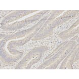 Immunohistochemistry - MAD2L1 Antibody from Signalway Antibody (32392) - Antibodies.com