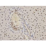 Immunohistochemistry - HNRNPK Antibody from Signalway Antibody (32393) - Antibodies.com