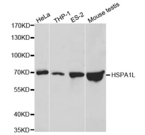 Western blot - HSPA1L Antibody from Signalway Antibody (32473) - Antibodies.com