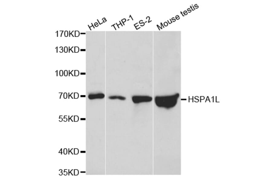 Western blot - HSPA1L Antibody from Signalway Antibody (32473) - Antibodies.com