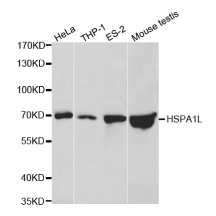 Western blot - HSPA1L Antibody from Signalway Antibody (32473) - Antibodies.com