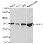 Western blot - HSPA1L Antibody from Signalway Antibody (32473) - Antibodies.com