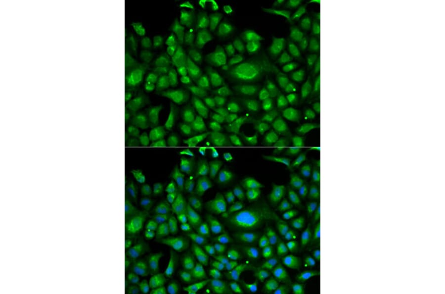 Immunofluorescence - HSPA1L Antibody from Signalway Antibody (32473) - Antibodies.com