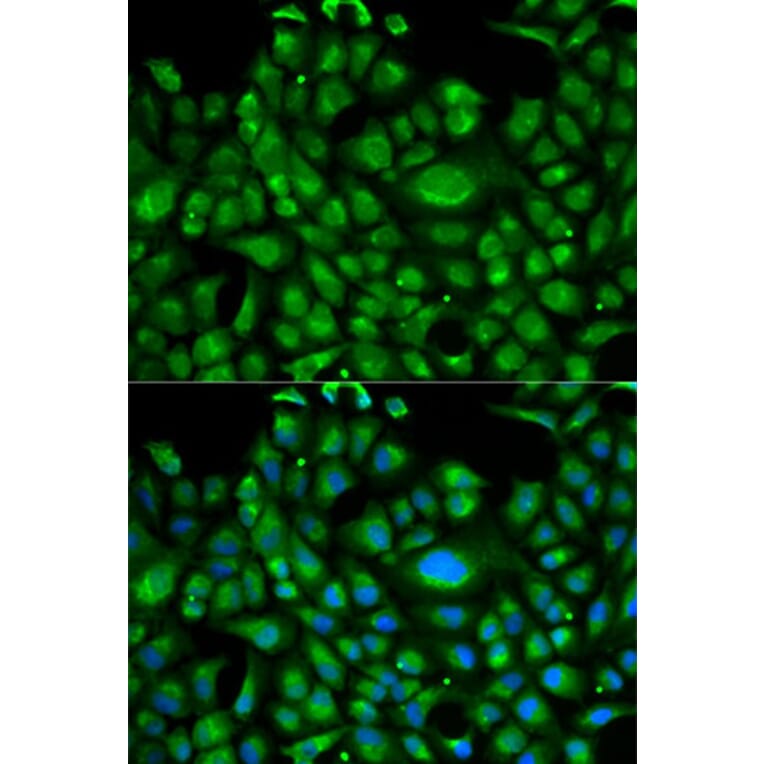 Immunofluorescence - HSPA1L Antibody from Signalway Antibody (32473) - Antibodies.com