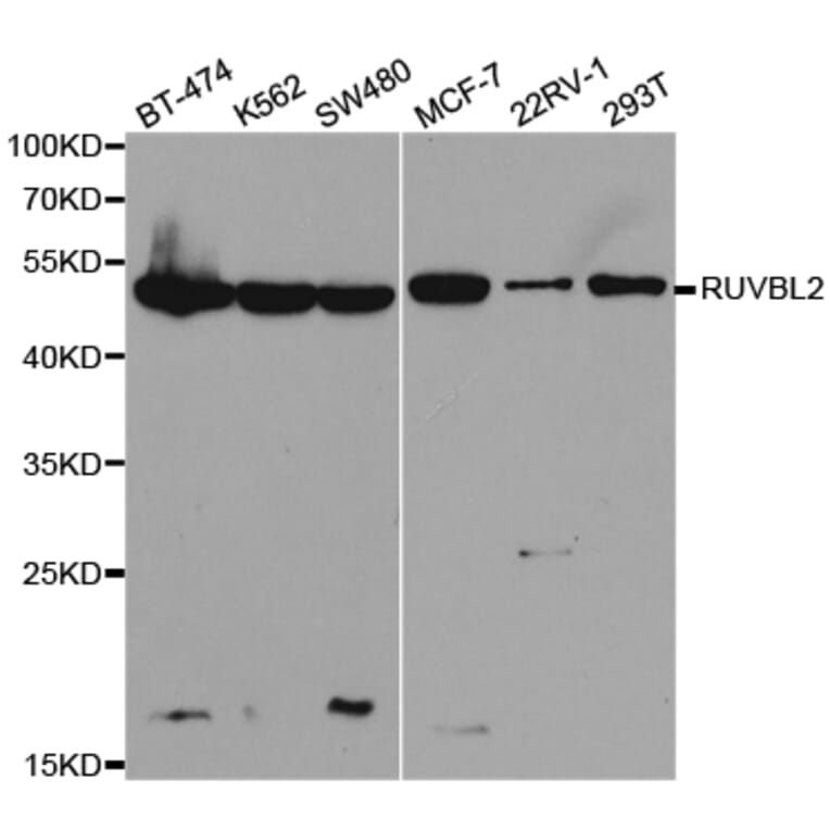 Western blot - RUVBL2 Antibody from Signalway Antibody (32492) - Antibodies.com