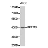 Western blot - PPP2R4 Antibody from Signalway Antibody (32495) - Antibodies.com