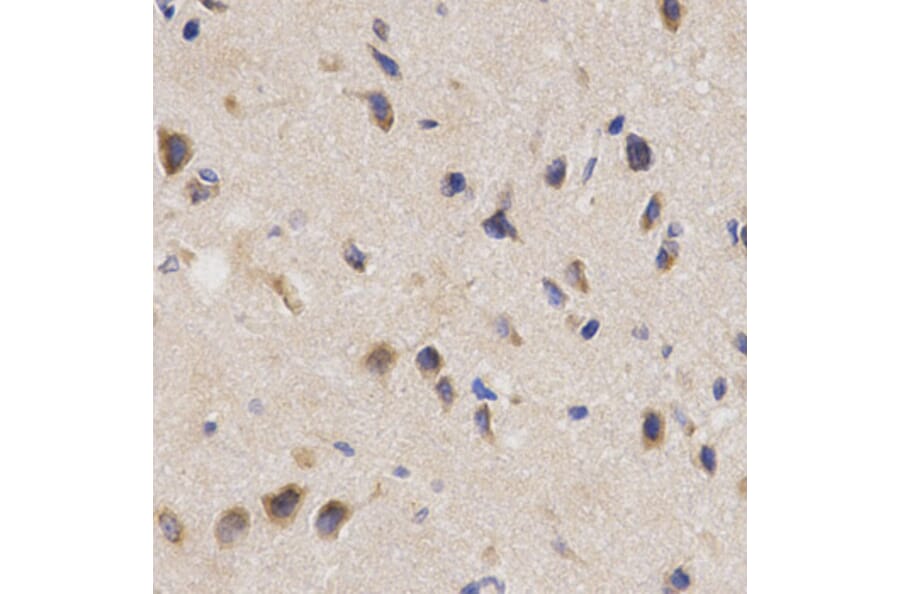 Immunohistochemistry - PPP2R4 Antibody from Signalway Antibody (32495) - Antibodies.com