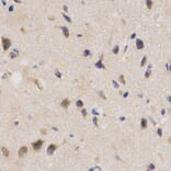 Immunohistochemistry - PPP2R4 Antibody from Signalway Antibody (32495) - Antibodies.com