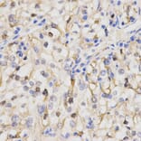 Immunohistochemistry - PPP2R4 Antibody from Signalway Antibody (32495) - Antibodies.com