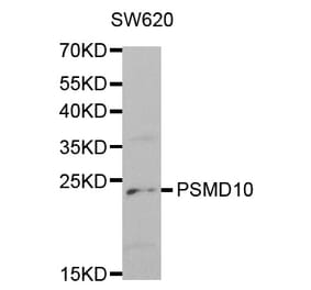 Western blot - PSMD10 Antibody from Signalway Antibody (32516) - Antibodies.com