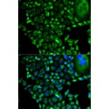 Immunofluorescence - PSMD10 Antibody from Signalway Antibody (32516) - Antibodies.com