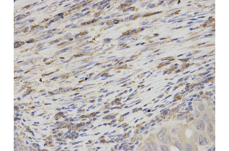 Immunohistochemistry - TBXAS1 Antibody from Signalway Antibody (32539) - Antibodies.com