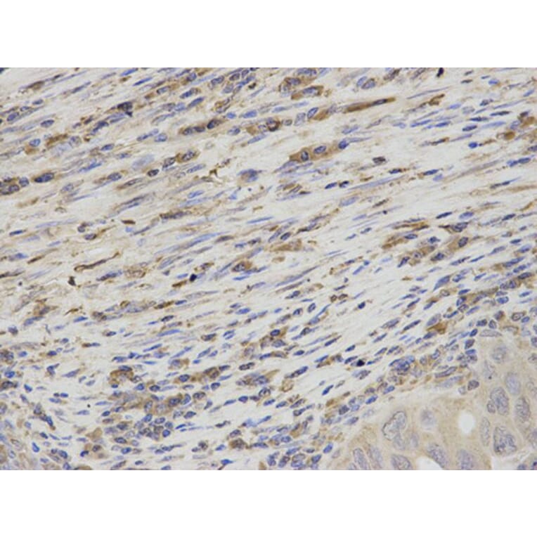 Immunohistochemistry - TBXAS1 Antibody from Signalway Antibody (32539) - Antibodies.com