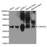 Western blot - CAPZA2 Antibody from Signalway Antibody (32573) - Antibodies.com