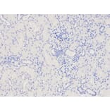 Immunohistochemistry - CAPZA2 Antibody from Signalway Antibody (32573) - Antibodies.com