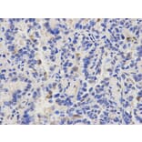 Immunohistochemistry - CAPZA2 Antibody from Signalway Antibody (32573) - Antibodies.com