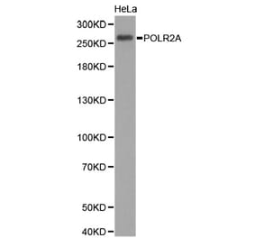 Western blot - POLR2A Antibody from Signalway Antibody (32600) - Antibodies.com