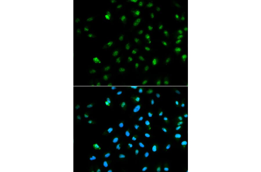 Immunofluorescence - POLR2A Antibody from Signalway Antibody (32600) - Antibodies.com