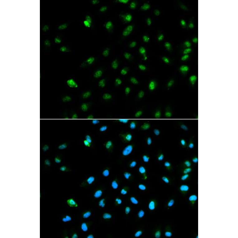 Immunofluorescence - POLR2A Antibody from Signalway Antibody (32600) - Antibodies.com