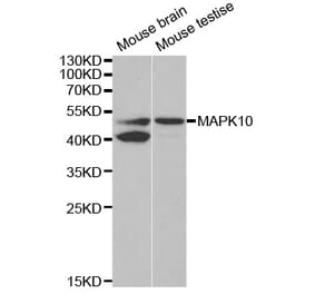 Western blot - MAPK10 Antibody from Signalway Antibody (32605) - Antibodies.com