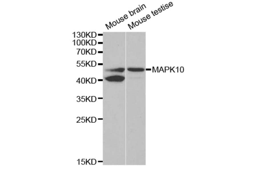 Western blot - MAPK10 Antibody from Signalway Antibody (32605) - Antibodies.com