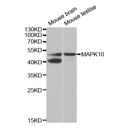 Western blot - MAPK10 Antibody from Signalway Antibody (32605) - Antibodies.com