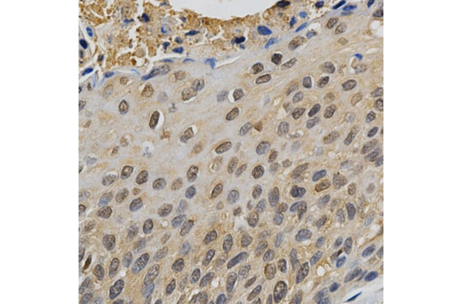 Immunohistochemistry - MAPK10 Antibody from Signalway Antibody (32605) - Antibodies.com