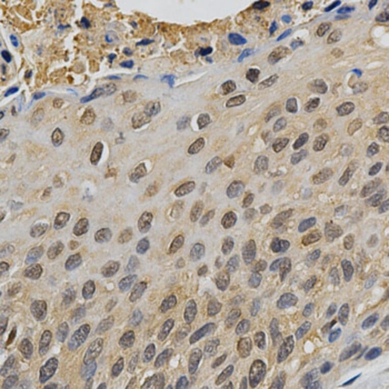 Immunohistochemistry - MAPK10 Antibody from Signalway Antibody (32605) - Antibodies.com