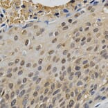 Immunohistochemistry - MAPK10 Antibody from Signalway Antibody (32605) - Antibodies.com