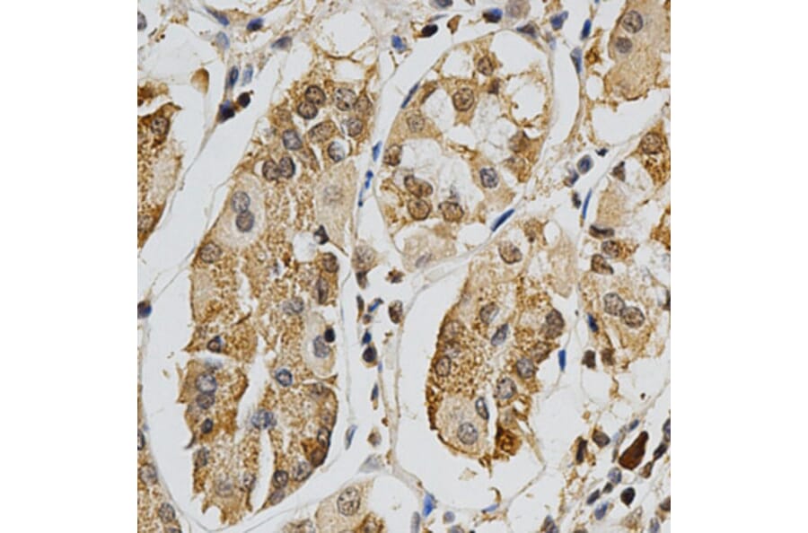 Immunohistochemistry - MAPK10 Antibody from Signalway Antibody (32605) - Antibodies.com