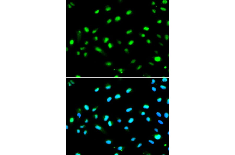 Immunofluorescence - LETMD1 Antibody from Signalway Antibody (32624) - Antibodies.com