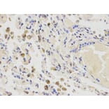 Immunohistochemistry - CYP2E1 Antibody from Signalway Antibody (32630) - Antibodies.com