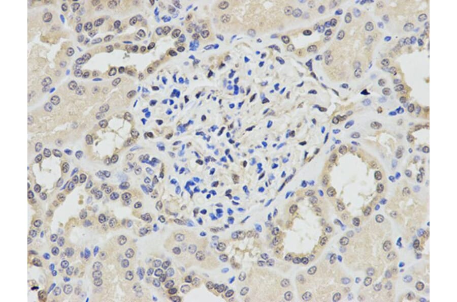 Immunohistochemistry - PPP1CA Antibody from Signalway Antibody (32649) - Antibodies.com