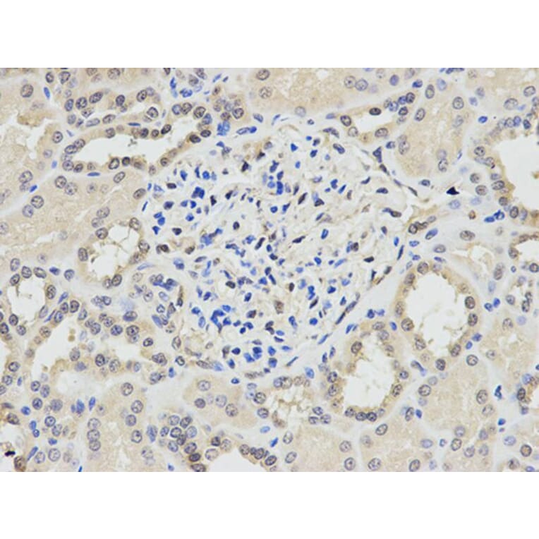 Immunohistochemistry - PPP1CA Antibody from Signalway Antibody (32649) - Antibodies.com