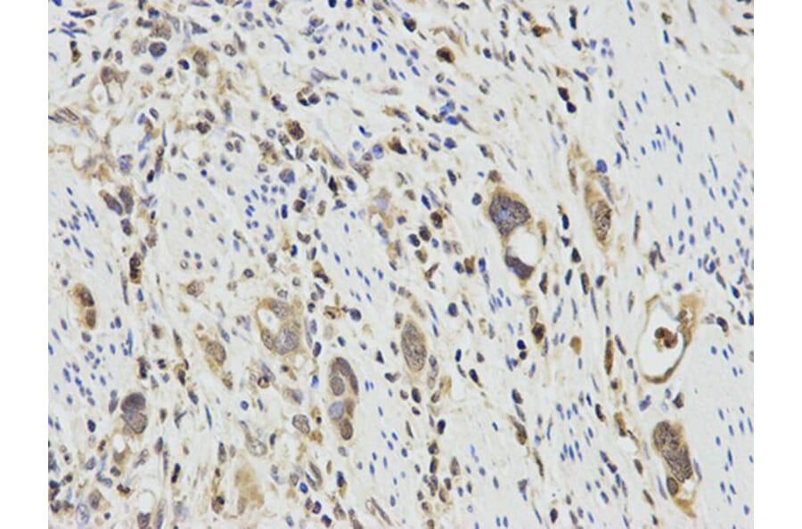 Immunohistochemistry - PPP1CA Antibody from Signalway Antibody (32649) - Antibodies.com