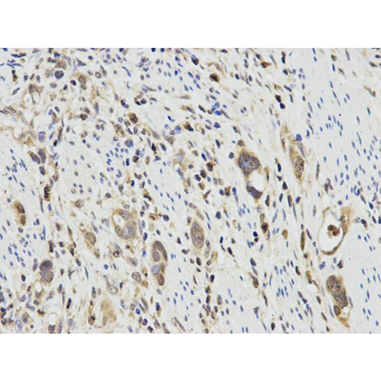 Immunohistochemistry - PPP1CA Antibody from Signalway Antibody (32649) - Antibodies.com