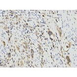 Immunohistochemistry - PPP1CA Antibody from Signalway Antibody (32649) - Antibodies.com