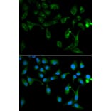 Immunofluorescence - TOLLIP Antibody from Signalway Antibody (32664) - Antibodies.com