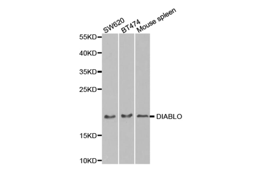 Western blot - DIABLO Antibody from Signalway Antibody (32716) - Antibodies.com