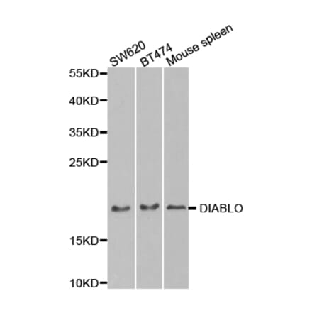 Western blot - DIABLO Antibody from Signalway Antibody (32716) - Antibodies.com