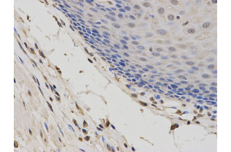 Immunohistochemistry - DIABLO Antibody from Signalway Antibody (32716) - Antibodies.com