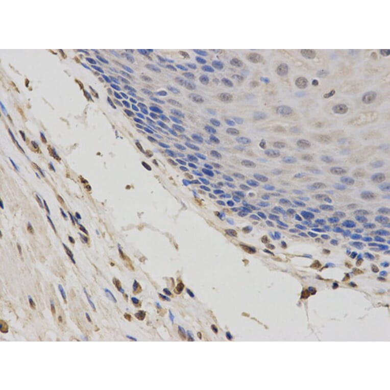 Immunohistochemistry - DIABLO Antibody from Signalway Antibody (32716) - Antibodies.com