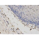 Immunohistochemistry - DIABLO Antibody from Signalway Antibody (32716) - Antibodies.com